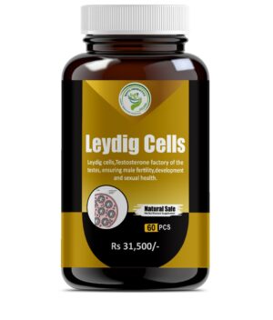 Leyding Cells Cap